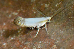 Argyresthia apicimaculella
