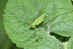 Rhabdocerca caudelli