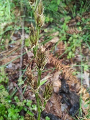Phyllostachys sulphurea