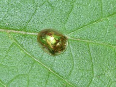 Charidotella succinea