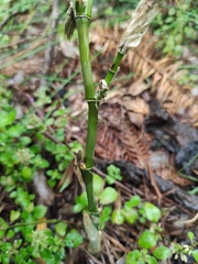 Phyllostachys sulphurea