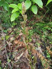 Phyllostachys sulphurea
