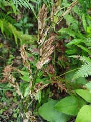 Phyllostachys sulphurea