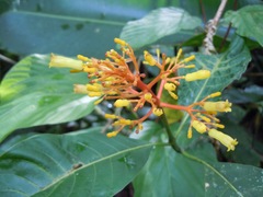 Palicourea guianensis