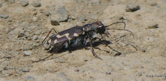 Cicindela senilis
