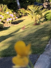 Sylvilagus floridanus