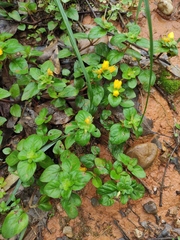 Lysimachia congestiflora