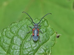 Tetraopes batesi