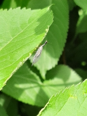 Raphidiinae