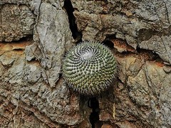 Mammillaria orcuttii