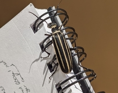 Epicauta atrivittata