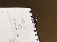 Epicauta atrivittata