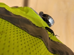 Epicauta atrivittata