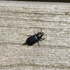 Platycerus oregonensis