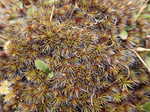 bristly haircap moss