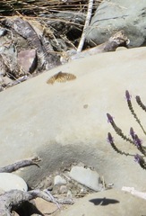 Speyeria callippe comstocki