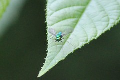 Condylostylus comatus