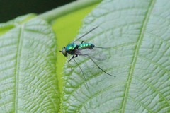 Condylostylus comatus