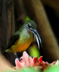 Arachnothera longirostra