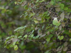 Capparis rotundifolia