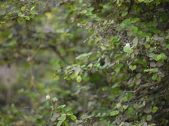 Capparis rotundifolia