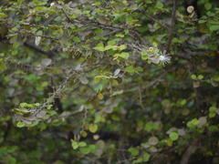 Capparis rotundifolia