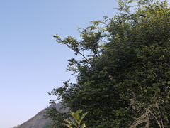 Capparis rotundifolia