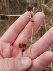 Rhynchospora glomerata