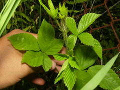 Rubus fulleri