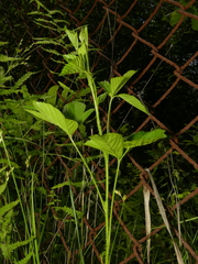 Rubus fulleri
