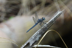 Dasythemis mincki