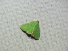 Eulepidotis viridissima