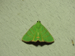 Eulepidotis viridissima