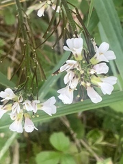 Arabis eschscholtziana