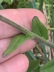 Arabis eschscholtziana
