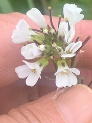 Arabis eschscholtziana