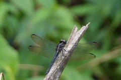 Dasythemis mincki