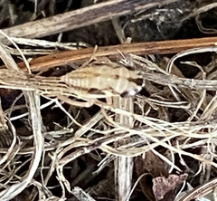 Anoscopus serratulae