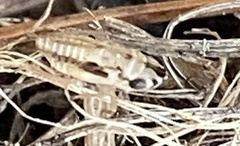 Anoscopus serratulae