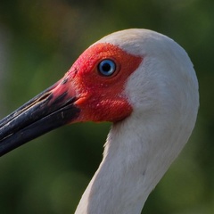 Eudocimus albus