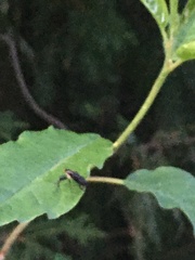 Rhamphomyia longicauda