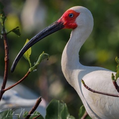Eudocimus albus