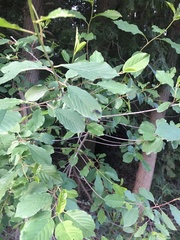 Rhamphomyia longicauda