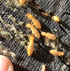 Zootermopsis nevadensis