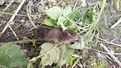Sorex antinorii