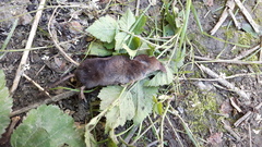 Sorex antinorii