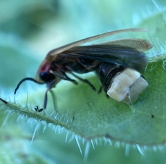 Photinus signaticollis