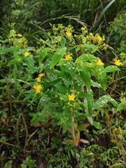 Hypericum sampsonii