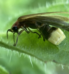 Photinus signaticollis
