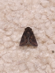 Oligia latruncula
